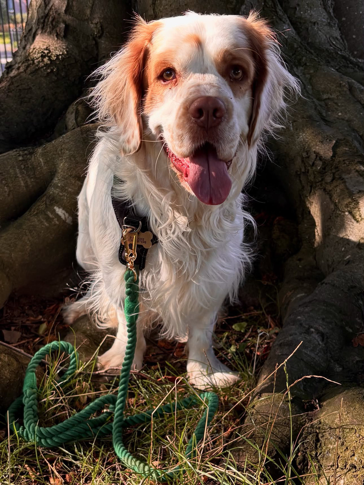 A white and brown long-haired dog sitting outdoors under a tree, with a Forrest green lead coiled on the grass.
