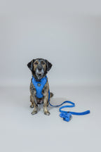 a mid-sized brown and black dog wears a bew dogs midnight blue velvet walking set - including adjustable velvet harness, matching velvet lead, poo bag holder and poop loop. 