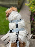 Dog wearing a lightweight summer harness in blue, in an outdoor setting with grass and a stone path.
