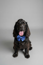 a black fluffy dog sits in front of a grey studio background, he is wearing only a blue velvet sailor bow and has his tongue out.