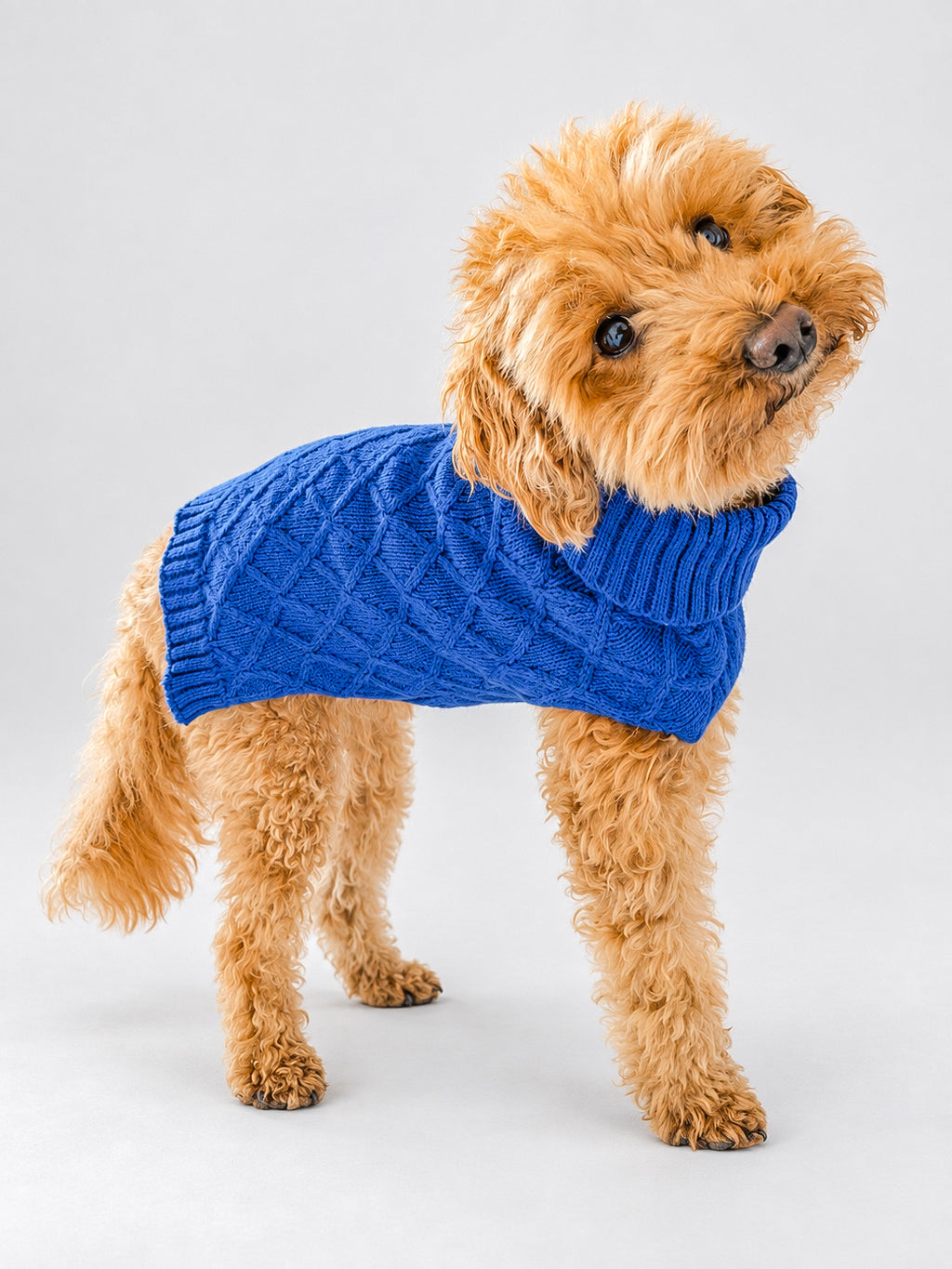 A small fluffy tan poodle wearing a blue cable-knit dog jumper, standing against a light grey studio background.