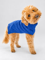 A small fluffy tan poodle wearing a blue cable-knit dog jumper, standing against a light grey studio background.