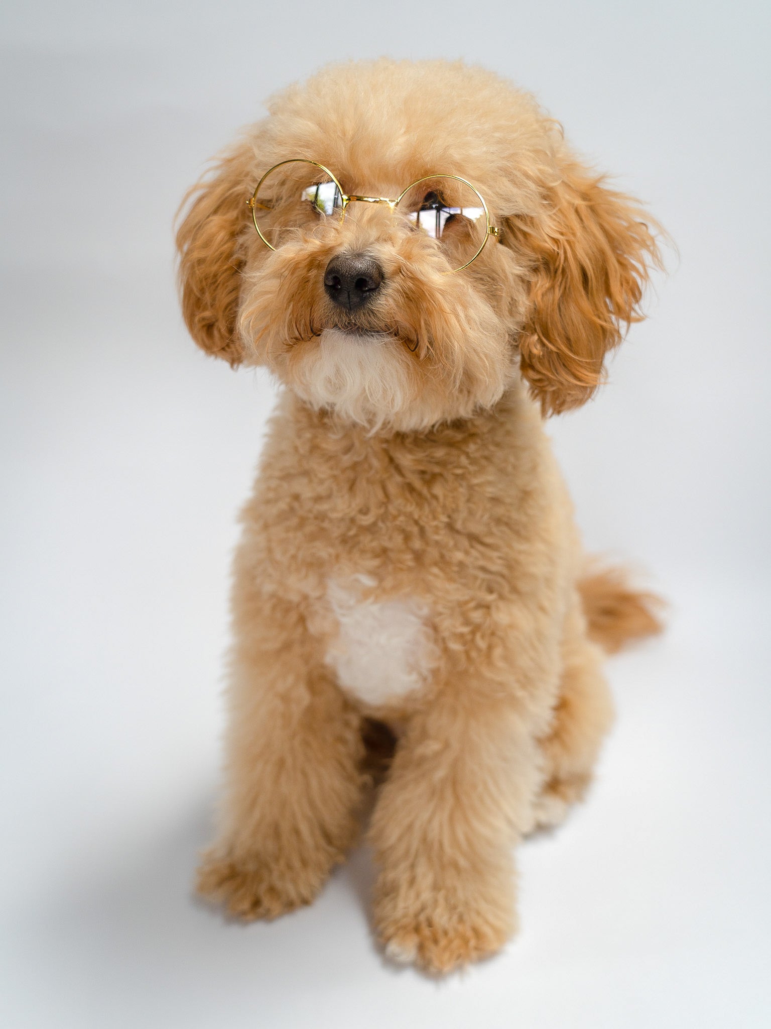 a cream fluffy cockapoo wears clear reading novelty glasses from bew dogs, he sits against a white background