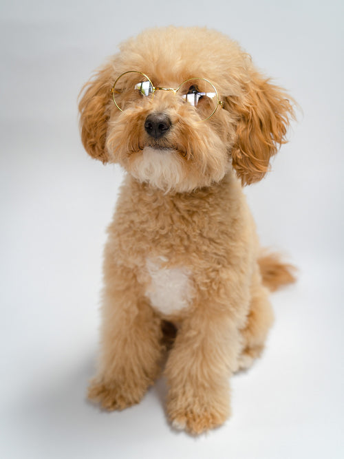 a cream fluffy cockapoo wears clear reading novelty glasses from bew dogs, he sits against a white background