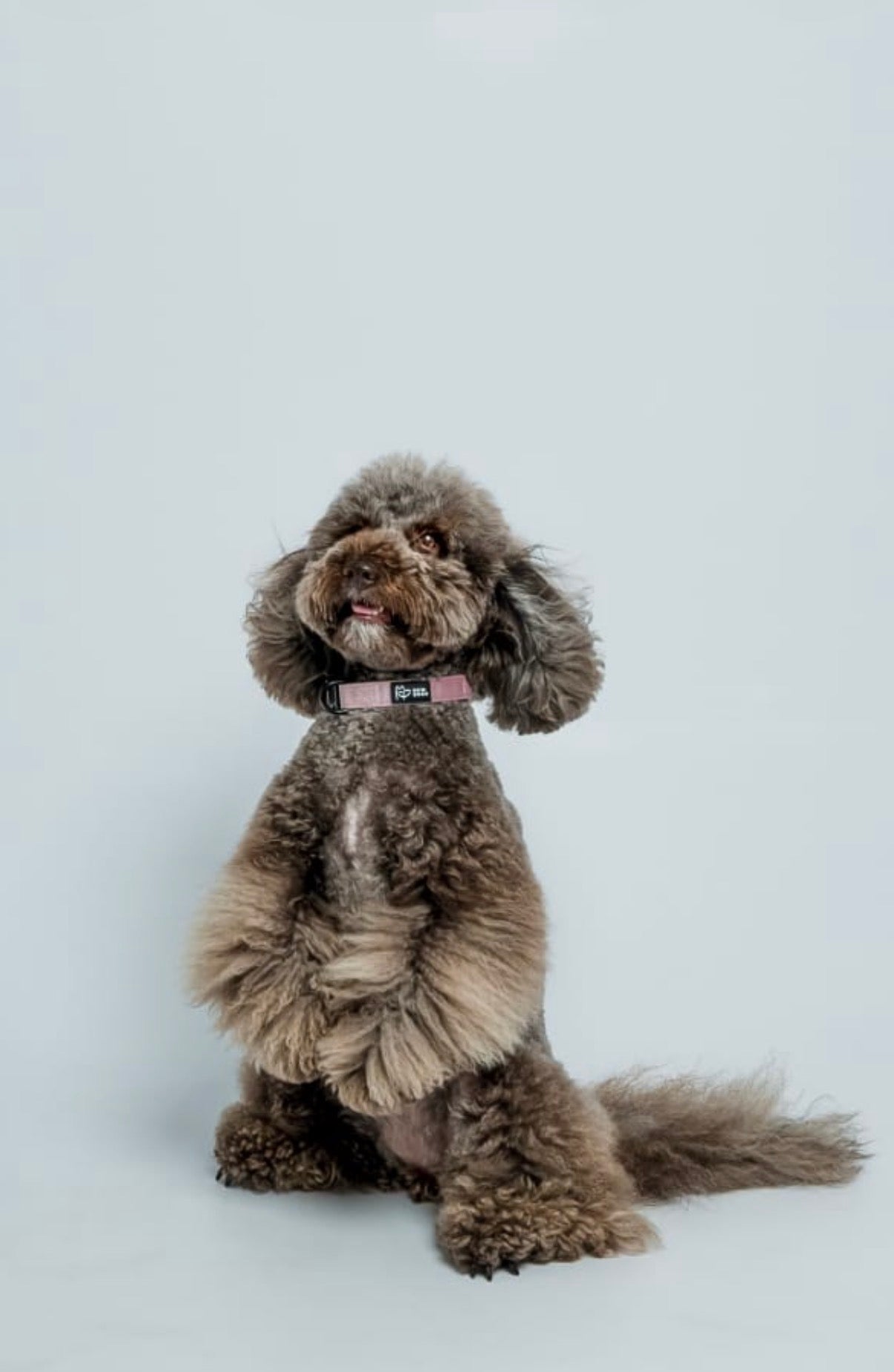 a fluffy brown dog stands up tall wearing a soft and stylish dog collar in pink velvet, against a grey backdrop