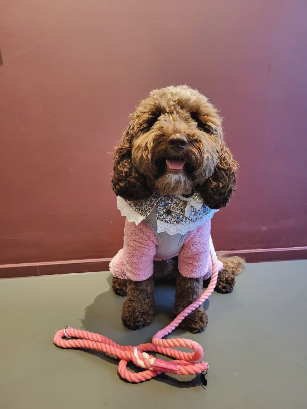 Cute brown Dog wearing a pink outfit with a patterned shirt, sitting on a table with a pink and white ombre dog lead from bew dogs
