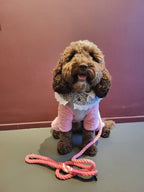 Cute brown Dog wearing a pink outfit with a patterned shirt, sitting on a table with a pink and white ombre dog lead from bew dogs