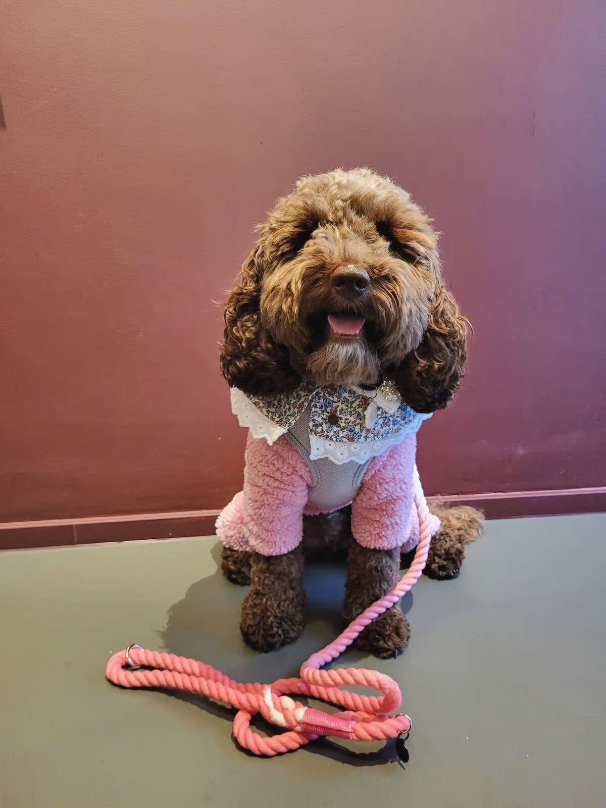 Cute brown Dog wearing a pink outfit with a patterned shirt, sitting on a table with a pink and white ombre dog lead from bew dogs