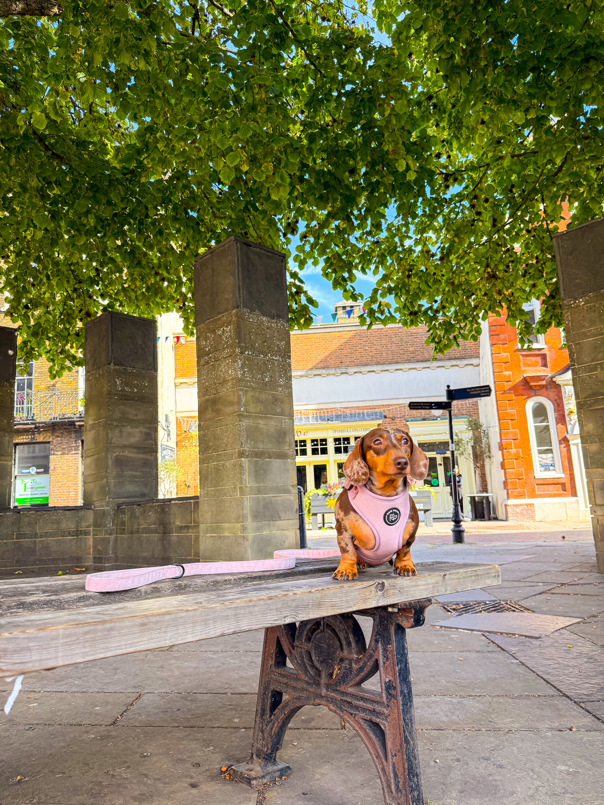 A cute small dachshund wearing a pink velvet harness and pink velvet lead, sits on a rustic wooden bench in an outdoor urban plaza under a leafy tree.