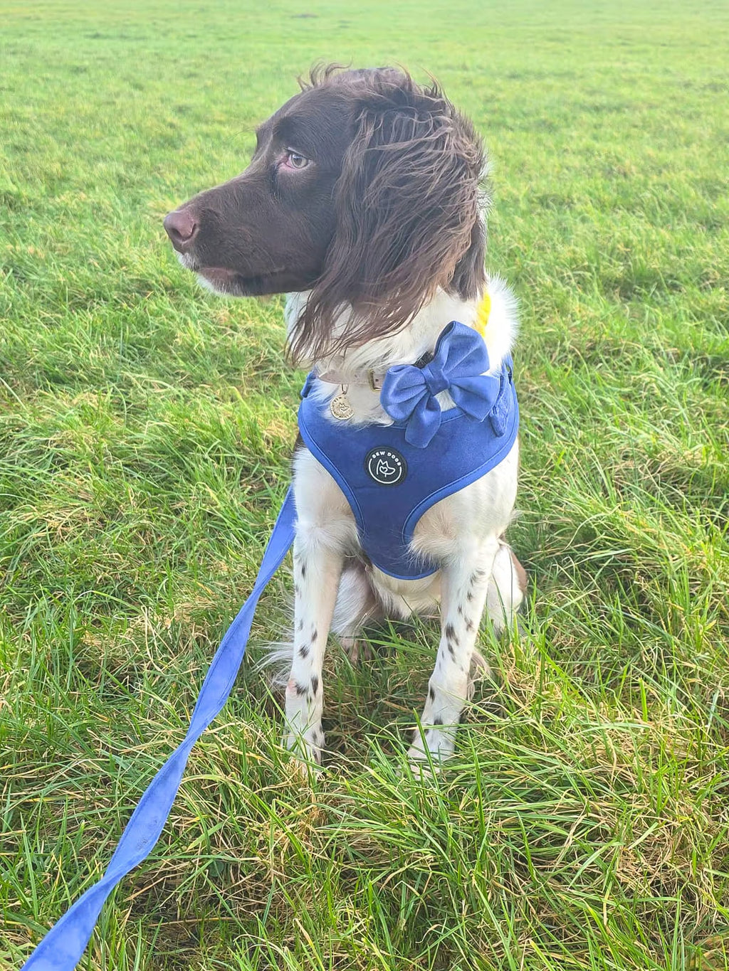 a brown and white dog looks away from the camera, she is sitting in a field wearing a stunning deep blue velvet dog walking set, including velvet harness and lead, and a matching sailow bow for dogs. 