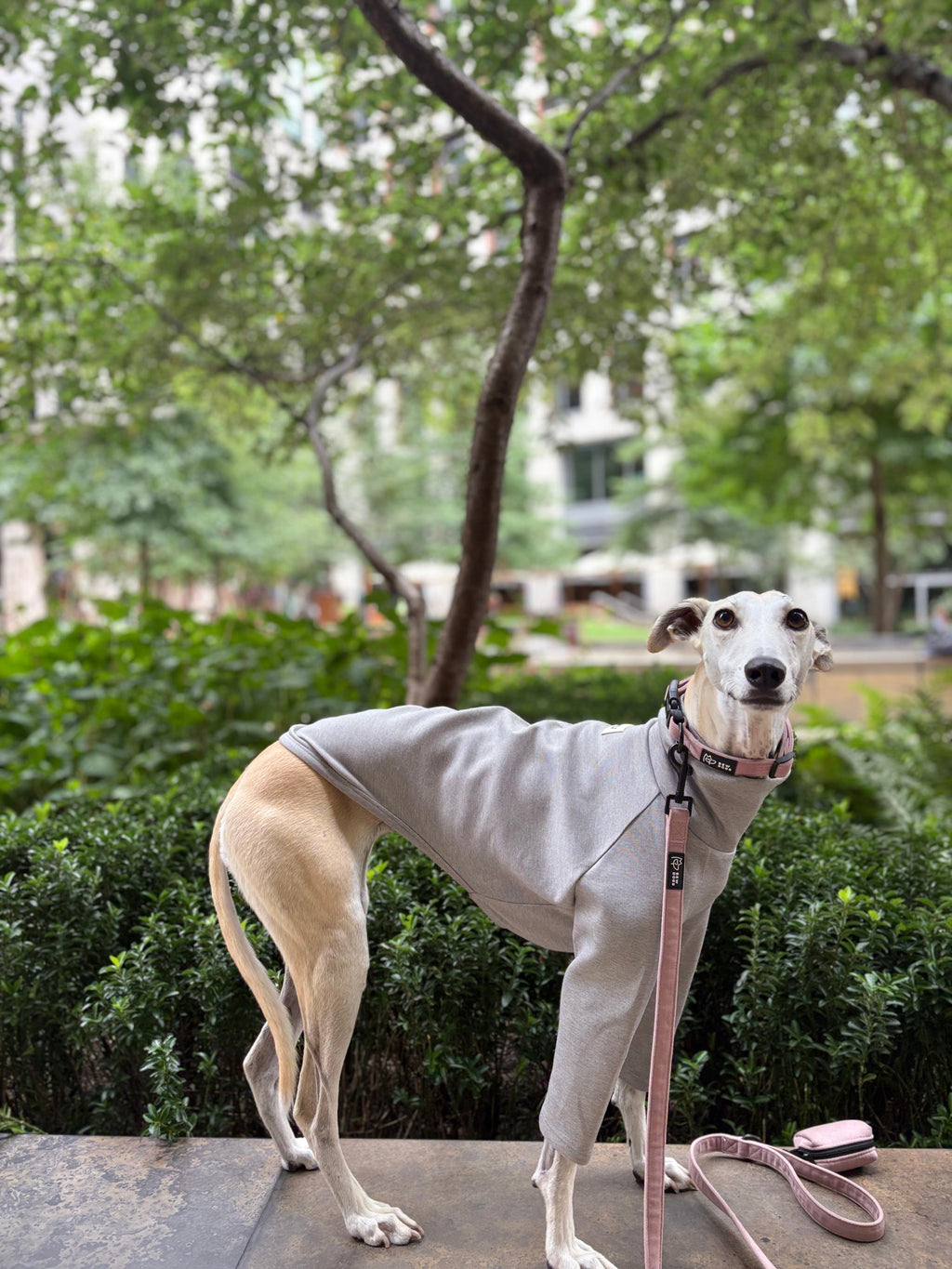 a greyhound wears a grey jumper and pink velvet collar walking set, including adjustable collar matching velvet lead and poo bag holder. she stands in front of a tree on a stone step. 