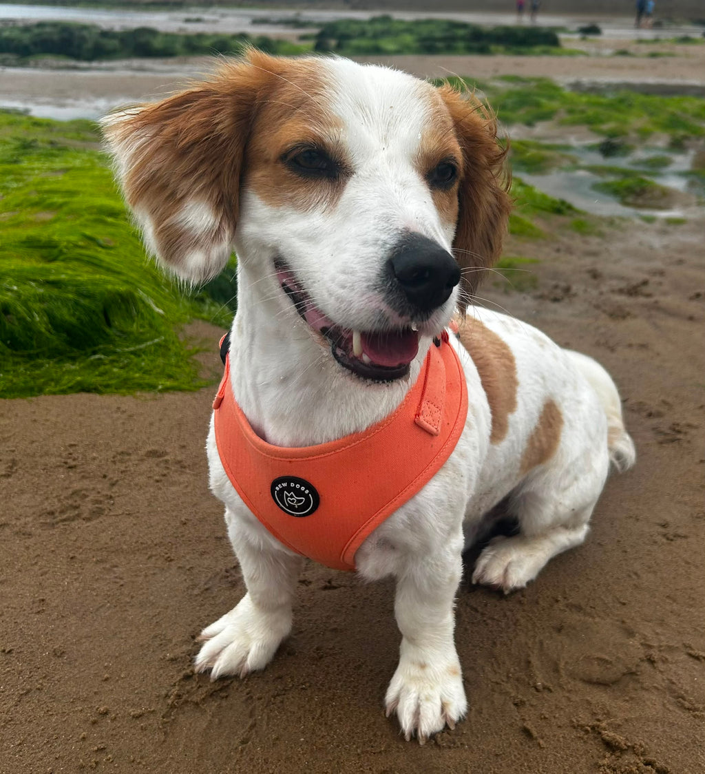 A medium sized white and tan dog sitting on a sandy beach wearing an peach orange, adjustable dog harness with a circular black bew dogs logo patch.