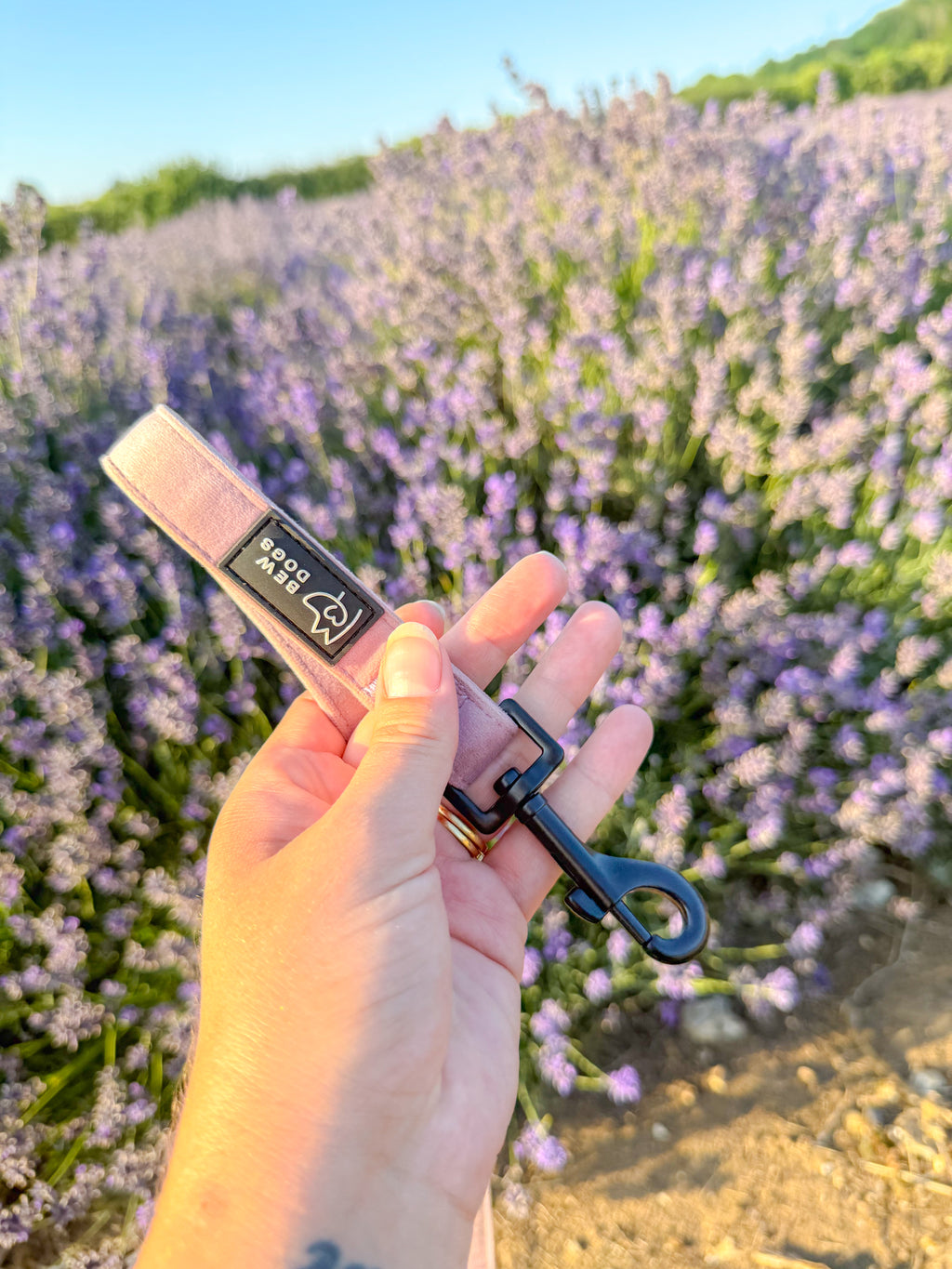 close up of a hand holding a rose pink velvet stylish dog lead, against a lavender field in the sun. 