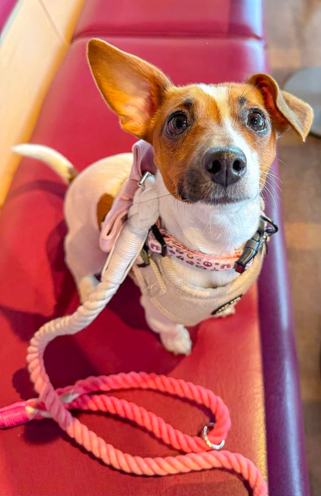 Small white dog, with one ear up and one ear down, with a pink and white two-tone rope lead from bew dogs, sitting on a red seat