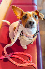 Small white dog, with one ear up and one ear down, with a pink and white two-tone rope lead from bew dogs, sitting on a red seat