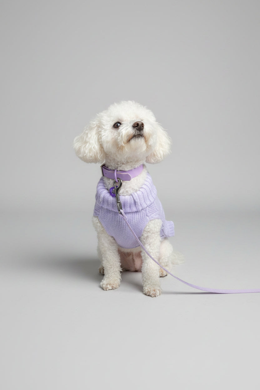 small white dog wearing a lilac knitted sweater and matching accessories, she sits in front of a grey backdrop