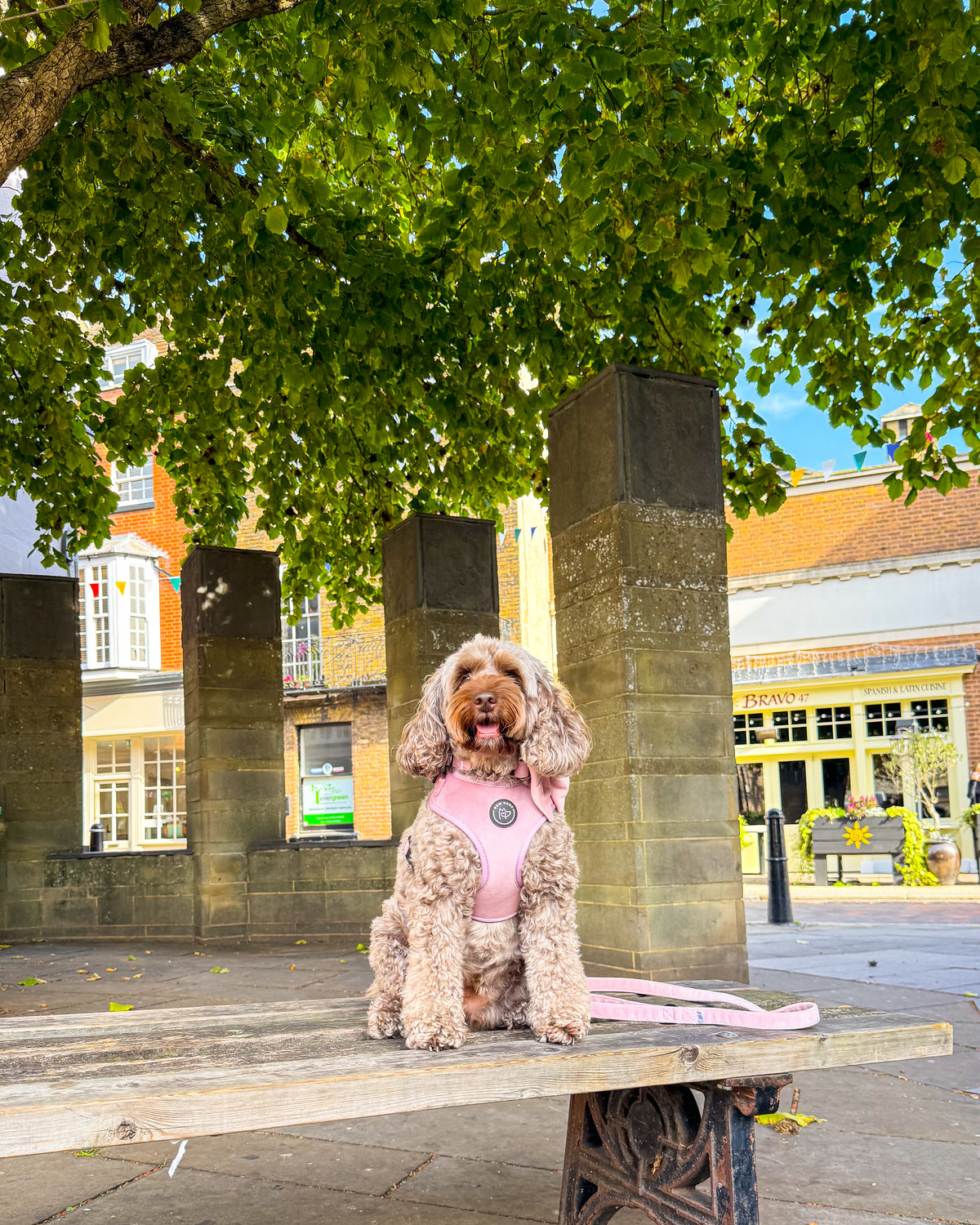 A small fluffy brown cockapoo wearing a pink velvet harness with a pink velvet lead, sits on a wooden bench in an outdoor town square under a large leafy tree, with stone pillars and buildings in the background.