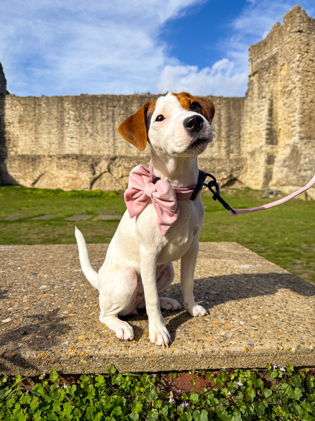 A beautiful white and brown puppy wearing a pink velvet sailor bow and matching collar sits on a stone ledge outdoors in front of a historic stone wall and green grass under a blue sky.