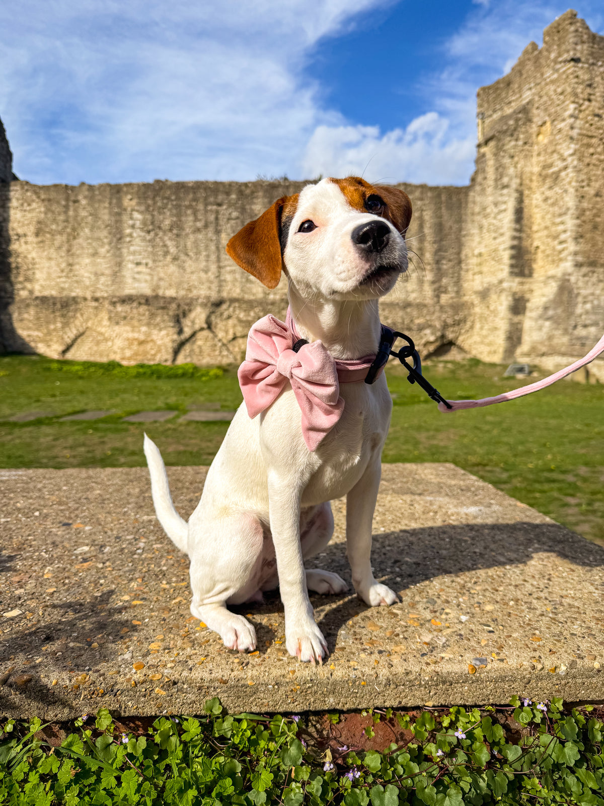 A beautiful white and brown puppy wearing a pink velvet sailor bow and matching collar sits on a stone ledge outdoors in front of a historic stone wall and green grass under a blue sky.