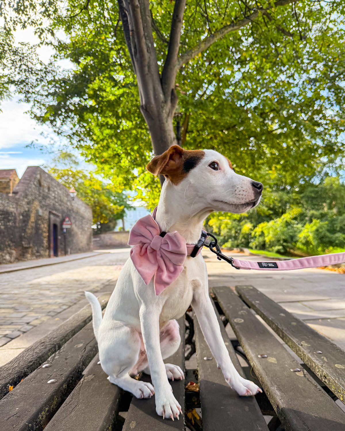 A white and brown puppy sitting on a wooden bench outdoors, wearing a pink velvet collar with a large pink velvet sailor bow and a matching velvet lead from the bew dogs midnight collection. The background features a lush green tree and a stone pathway.