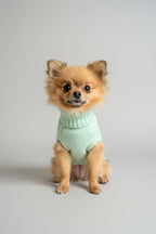 cute pomeranian wearing XS mint green cable knit dog jumper, sits in front of a grey background