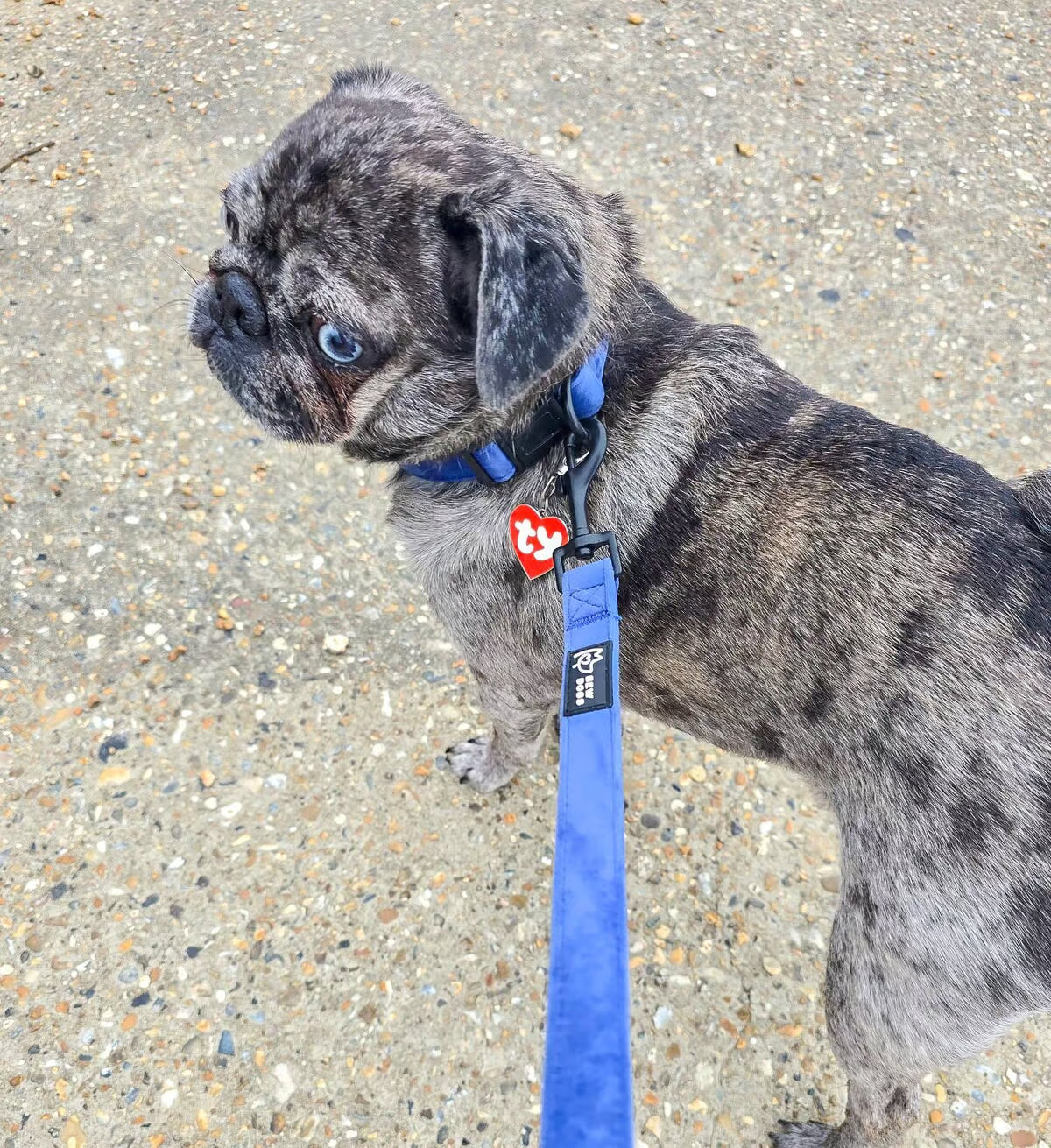 Small grey dappled pug puppy on a striking blue velvet lead, with a matching blue collar, sitting on a concrete surface.