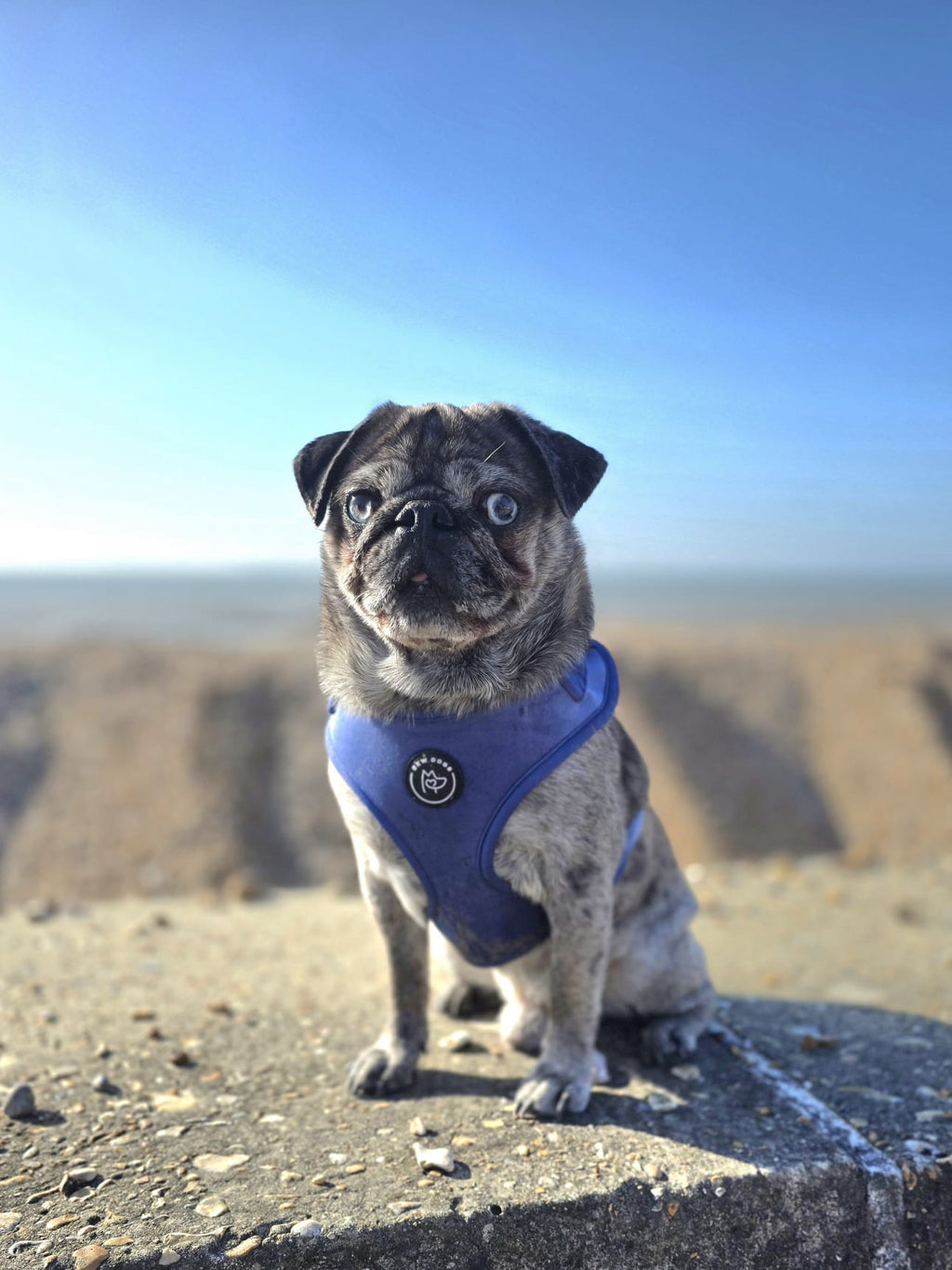 Pug wearing a blue velvet adjustable harness on a concrete surface with a blurred natural background and bright blue sky