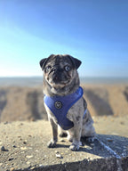 Pug wearing a blue velvet adjustable harness on a concrete surface with a blurred natural background and bright blue sky