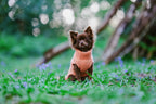 Small brown dog wearing a peach orange comfortable sweater standing on grass with a blurred natural background