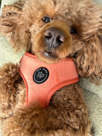 a red poodle lies on their back showing the chest wearing a peach velvet sundown, adjustable summer soft harness from Bew Dogs
