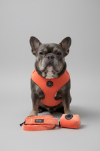 a grey and tan french bulldog wearing a large peach velvet harness, part of the walking set including peach velvet lead and poo bag holder, set on a grey background