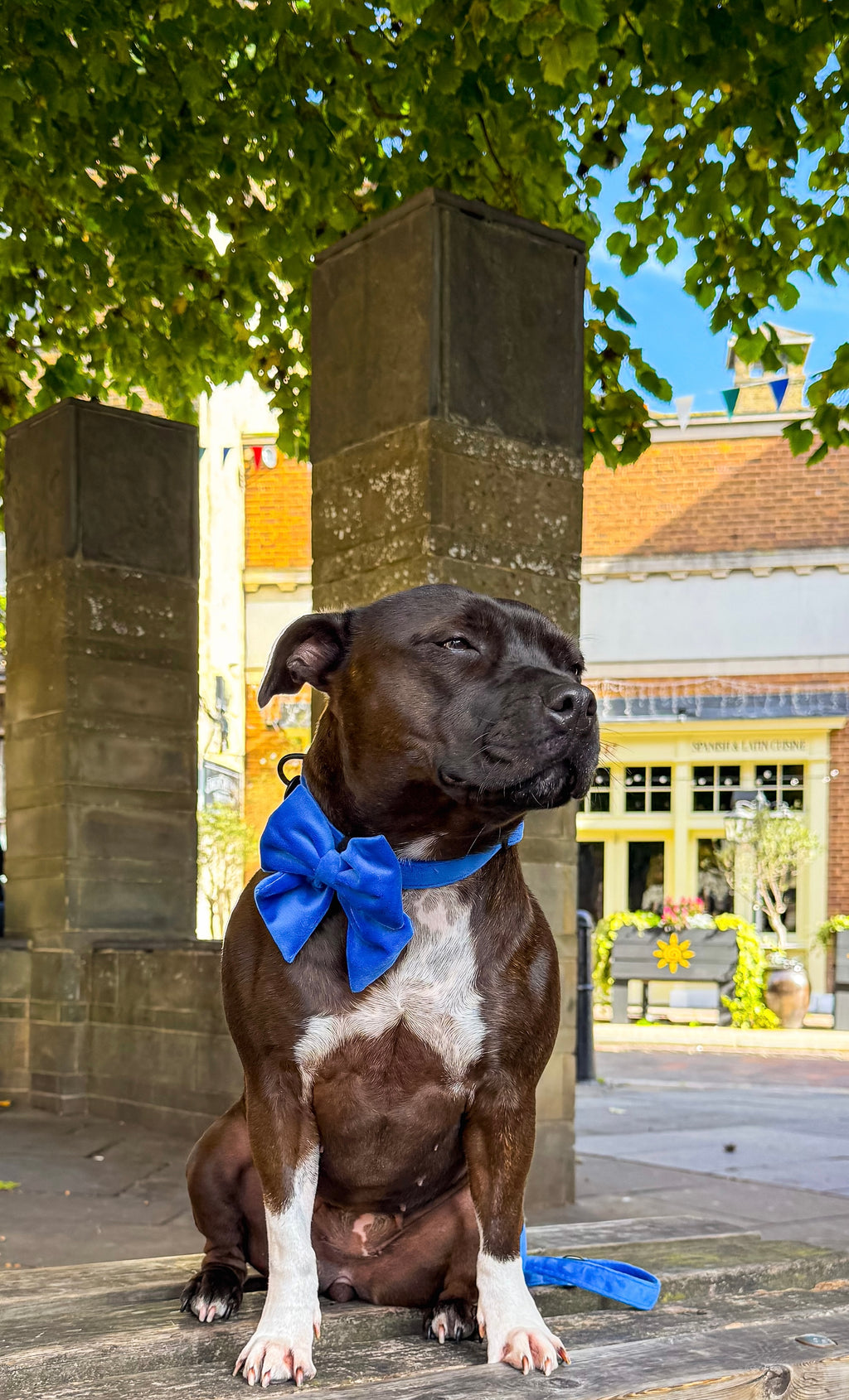A brown and white staffie dog wearing a bright blue velvet sailor bow tie, and matching velvet collar and lead, sits on a stone ledge outdoors, with columns, green tree leaves, and a building in the background.