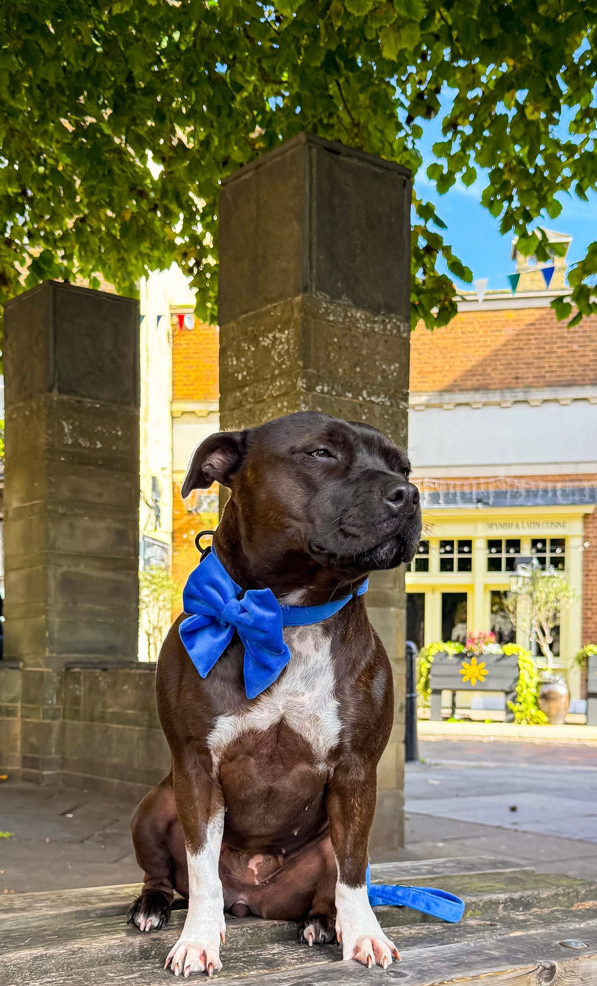 A brown and white staffie dog wearing a bright blue velvet sailor bow tie, and matching velvet collar and lead, sits on a stone ledge outdoors, with columns, green tree leaves, and a building in the background.