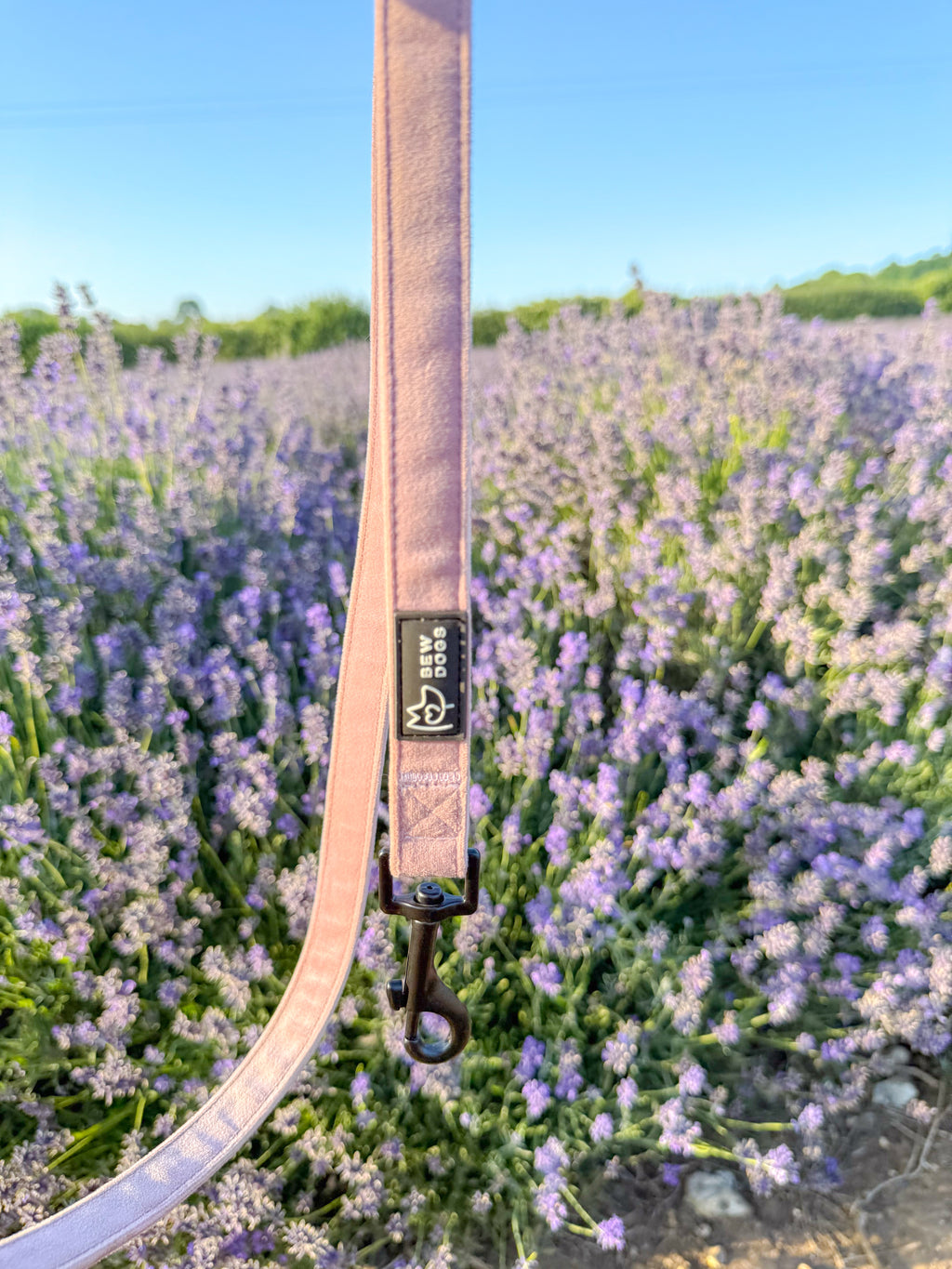 a pink velvet fabric dog lead with solid matte black clasp, is held against a large lavender bush. 