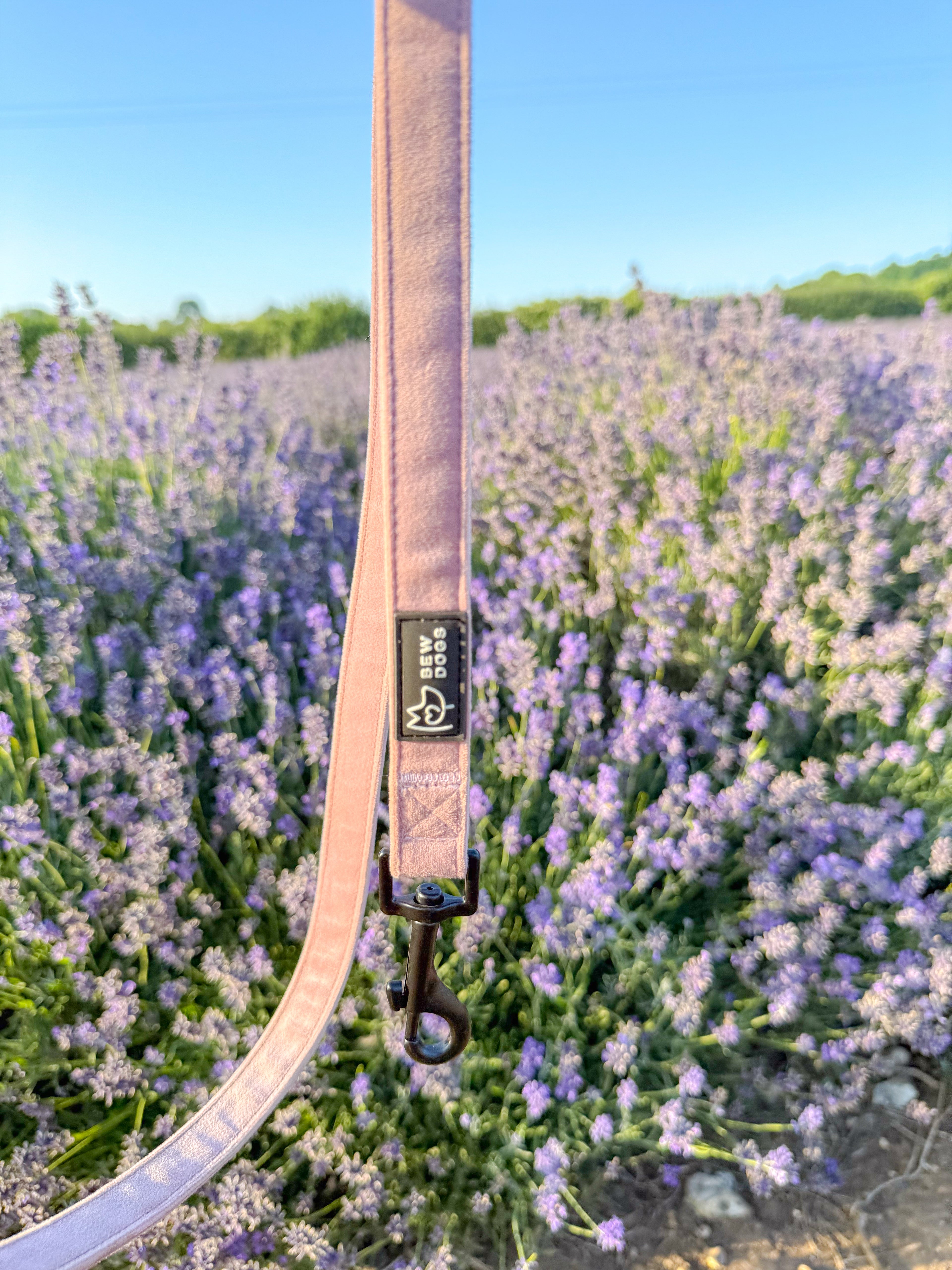 a pink velvet fabric dog lead with solid matte black clasp, is held against a large lavender bush. 