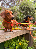 Two dachshunds outdoors on a wooden bench, wearing bright orange-red collars and attached to colorful rope leashes, with green garden foliage in the background - stunning ombre rope leads from Bew Dogs in a rainbow tone 
