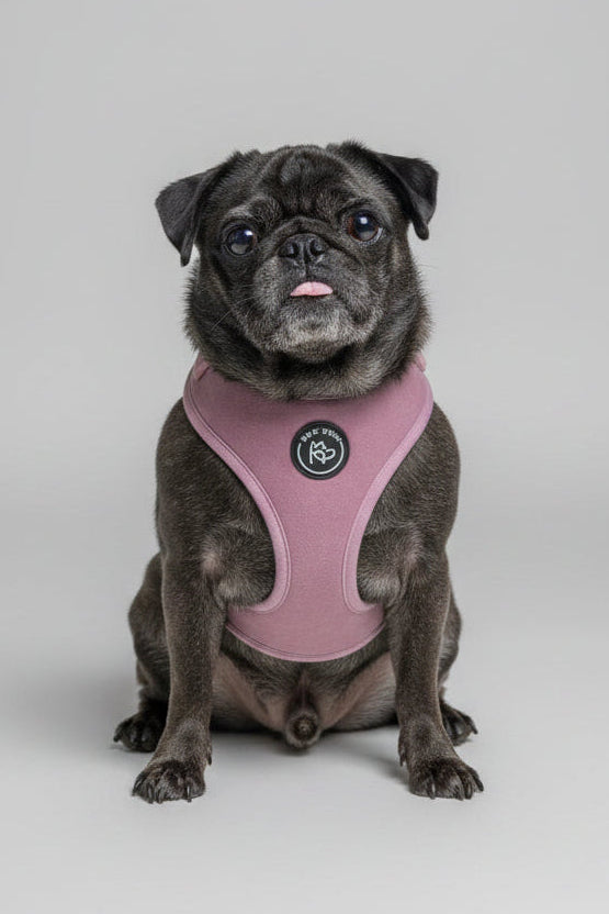 a small black pug wears a bew dogs rose pink velvet adjustable dog harness, it fits perfectly and she has a small tongue poking out, sitting in front of a grey background