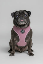 a small black pug wears a bew dogs rose pink velvet adjustable dog harness, it fits perfectly and she has a small tongue poking out, sitting in front of a grey background