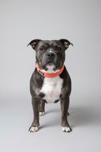 a  blue staffordshire bull terrier with white chest stands proud wearing a peach velvet dog collar from the sundown collection, against a grey studio background. 
