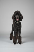 Black standard poodle standing proud, wearing a sage green velvet bew dogs collar, with pom pom feet, against a studio grey background