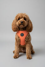 a fluffy red toy poodle wears a peach velvet dog harness from the bew dogs sundown collection, in a studio shot against a grey background