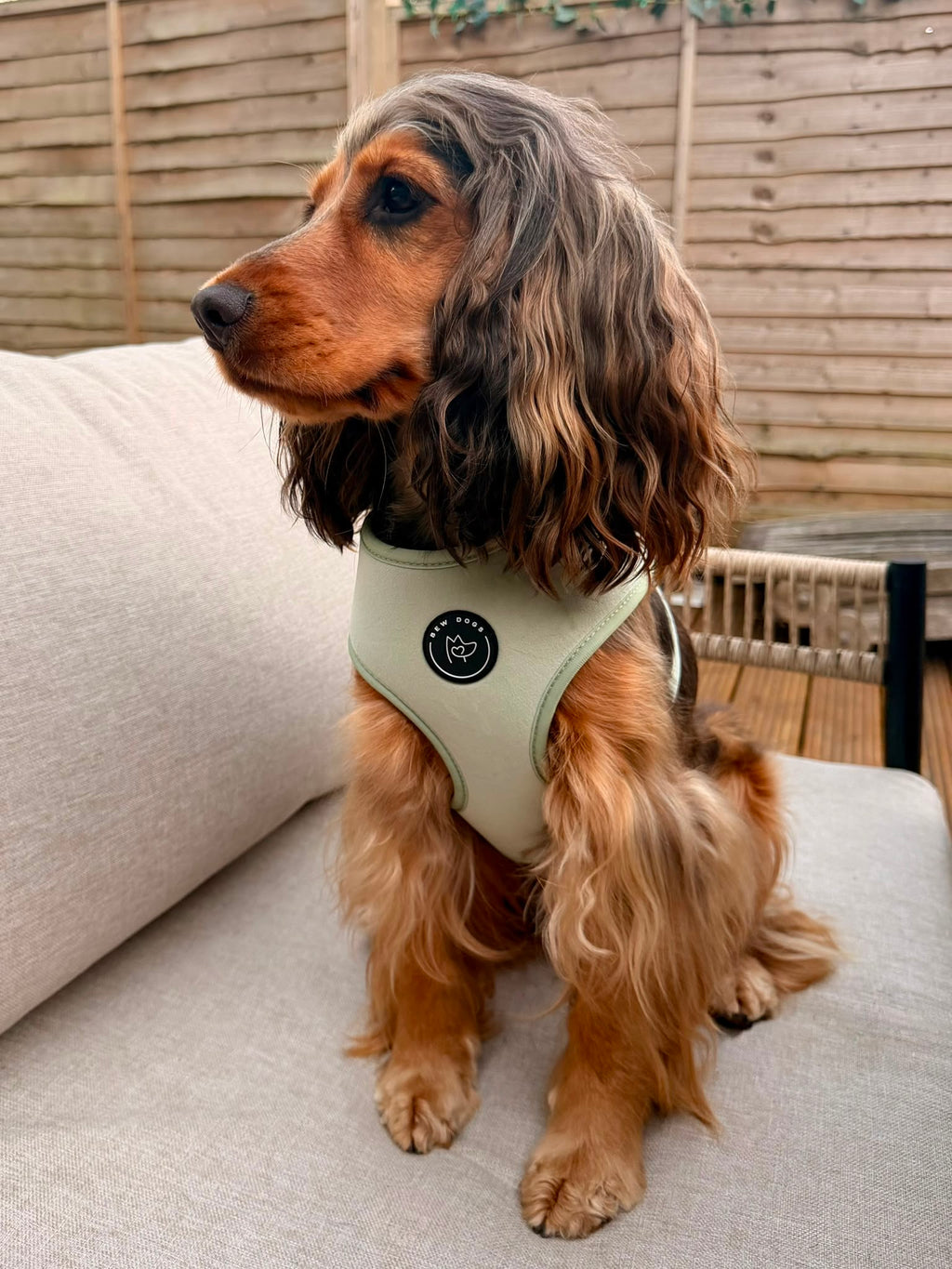a brown and golden spaniel with long ears sits on a garden sofa, wearing a sundown collection, green velvet dog harness from Bew Dogs