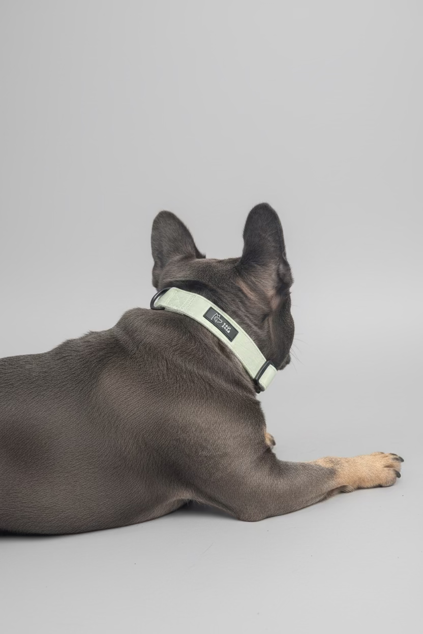 heathcliff the frenchie its in a studio against a grey backdrop, he is wearing a sage green dog collarin velvet from Bew Dogs, and faces away from the camera
