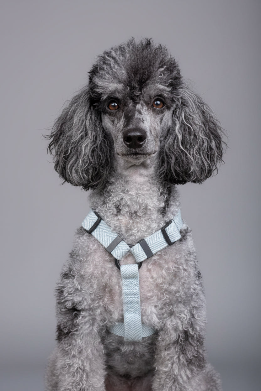 a grey and black poodle looks very proud wearing a lightweight, blue herringbone air harness from bew dogs, against a grey background
