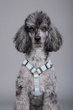 a grey and black poodle looks very proud wearing a lightweight, blue herringbone air harness from bew dogs, against a grey background