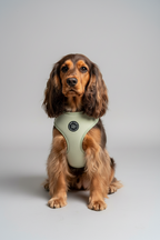 a gold and tan spaniel with long ears wears a velvet sage green dog harness, fully adjustable and super soft - she sits in front of a grey studio background