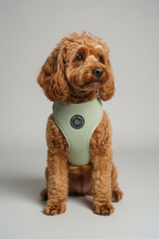 a red toy poddle wears a sage green velvet adjustable harness from the Bew dogs Sundown collection, against a grey background
