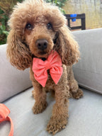 a red toy poodle wearing a peach velvet sailor bow for dogs, sits on a garden sofa in front of a brick wall