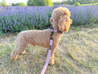 a red poodle stands in a lavender field, looking aware from the camera. He is wearing a soft rose pink velvet collar and lead.