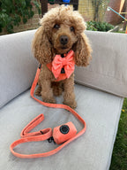 a red toy poodle sits on a corner garden sofa, wearing a peach velvet dog walking set, including peach harness, matching velvet lead, sailor bow and a handy clip on holder for poo bags, which is clipped to the lead. 